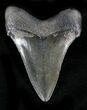 Nice Chubutensis Tooth - Megalodon Ancestor #23956-2